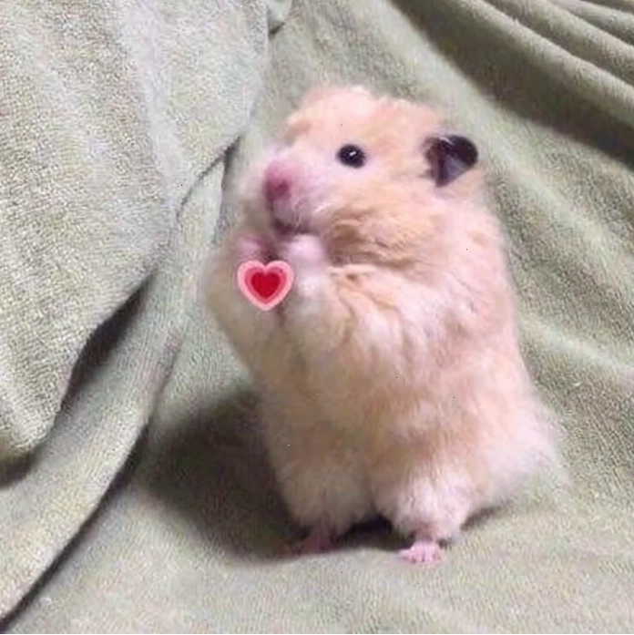 meme chuột hamster tức giận