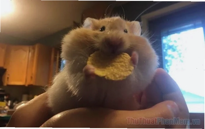 meme chuột hamster tức giận