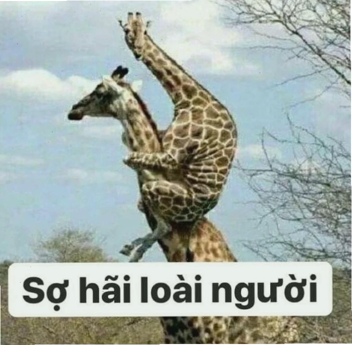 meme con cáo cười đểu