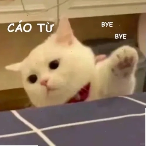 meme con cáo cười lớn