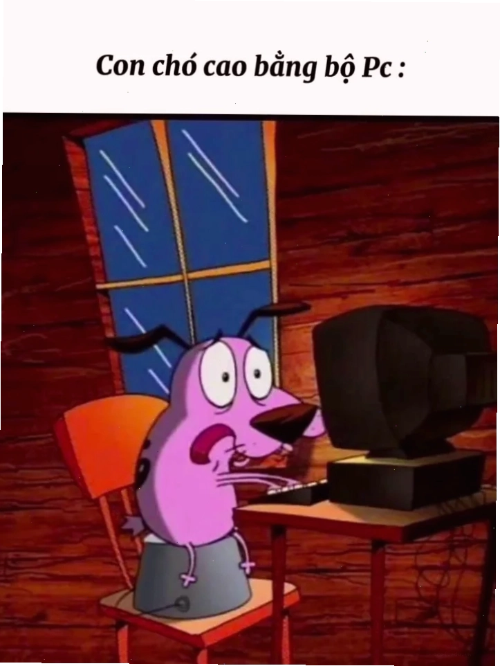 meme con cáo đang ngủ