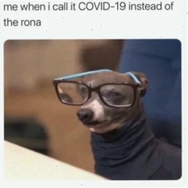 meme con cáo ngây thơ