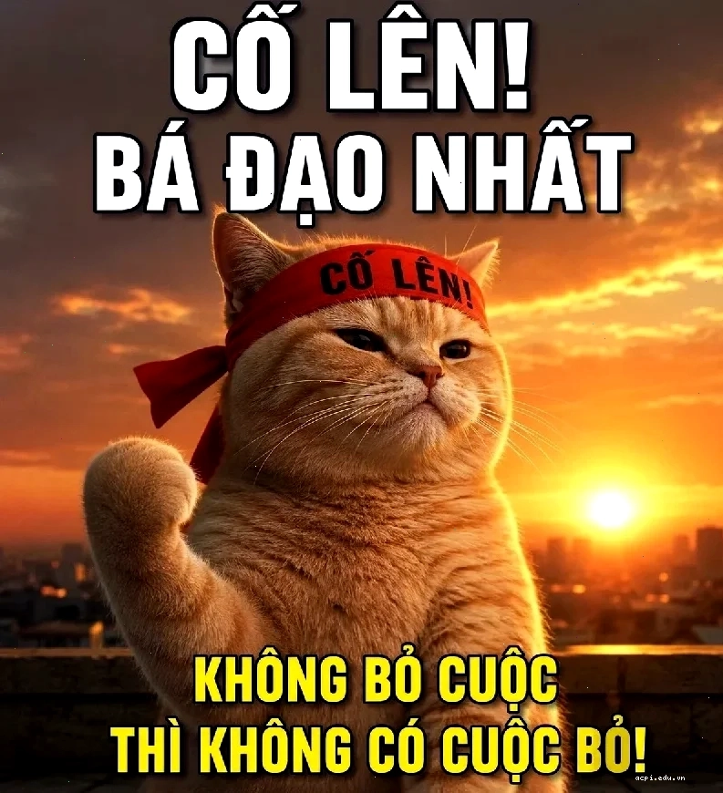 meme con cáo trợn mắt ngơ ngác