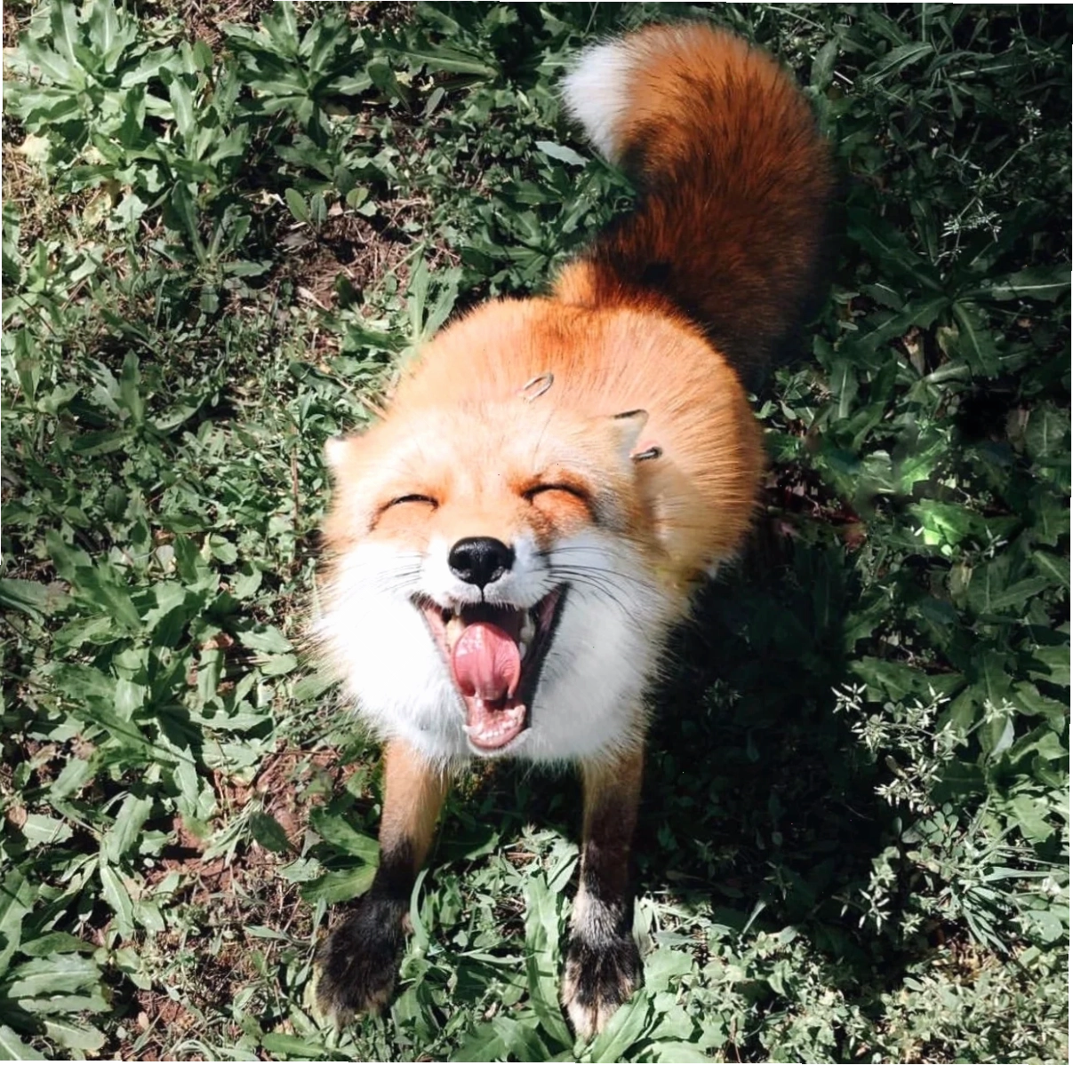 meme con cáo zootopia tinh quái