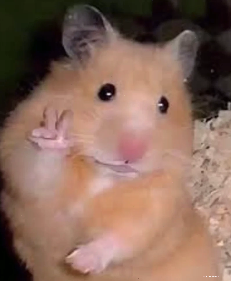 meme con chuột