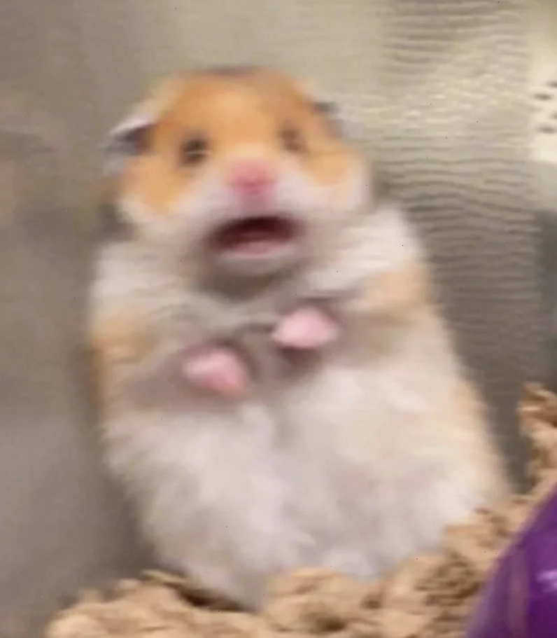 meme con chuột