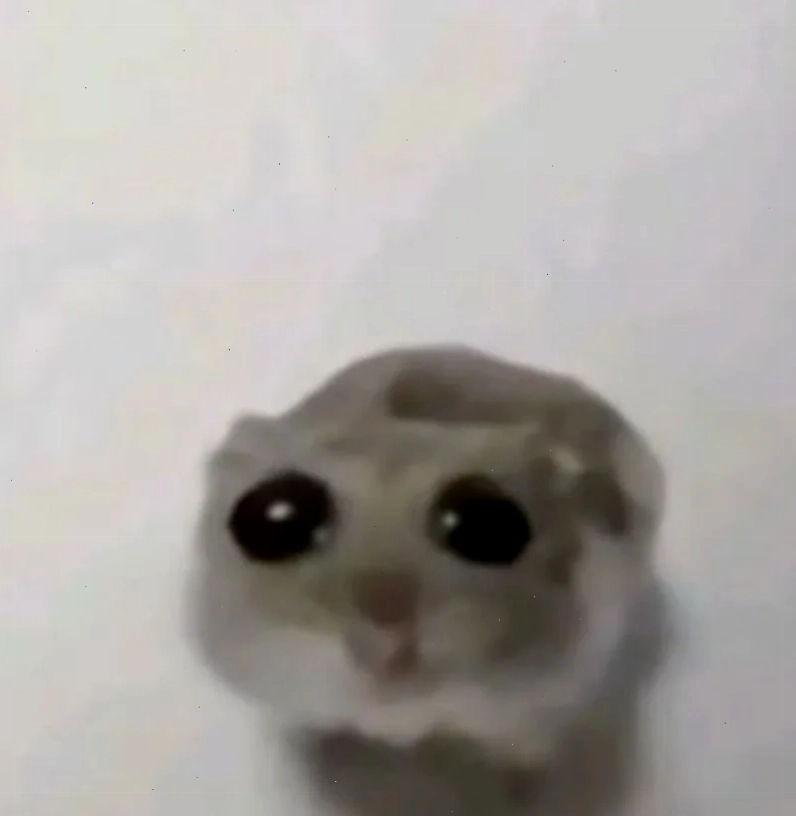 meme con chuột