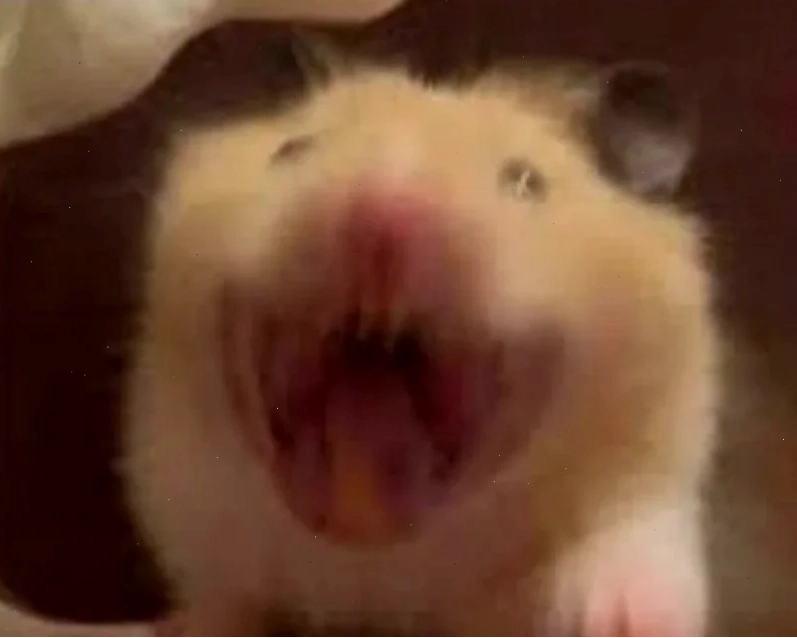 meme con chuột