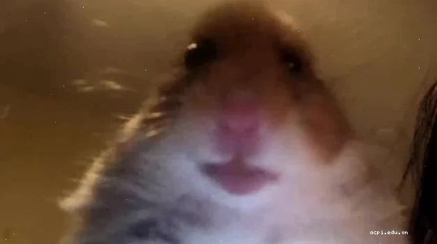 meme con chuột