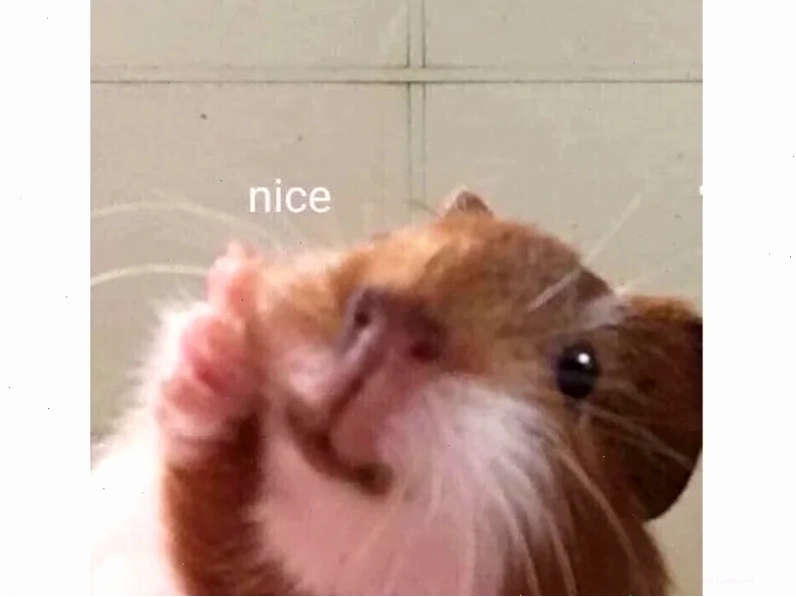 meme con chuột