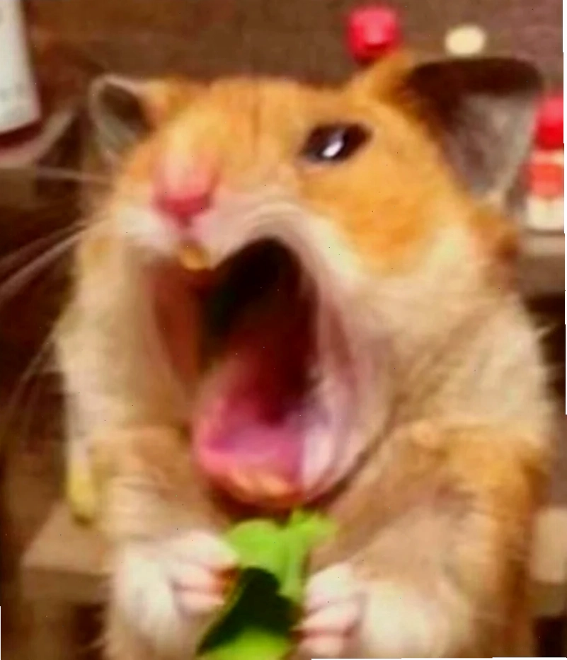 meme con chuột