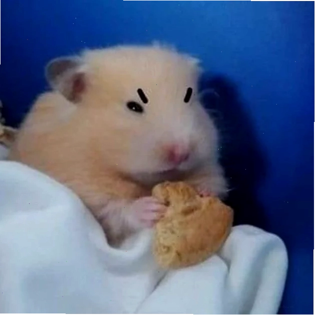 meme con chuột