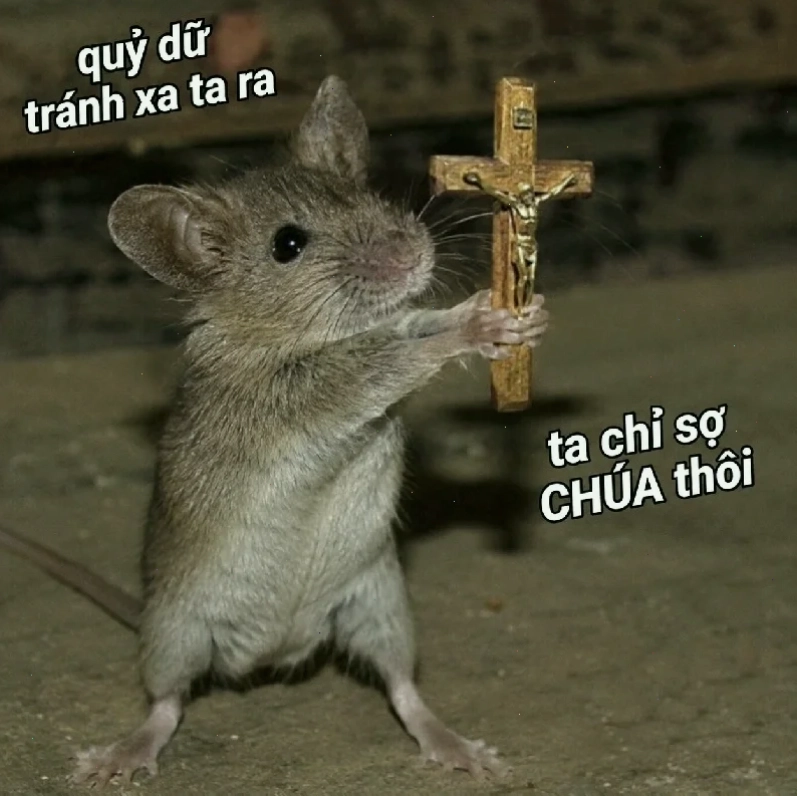 meme con chuột