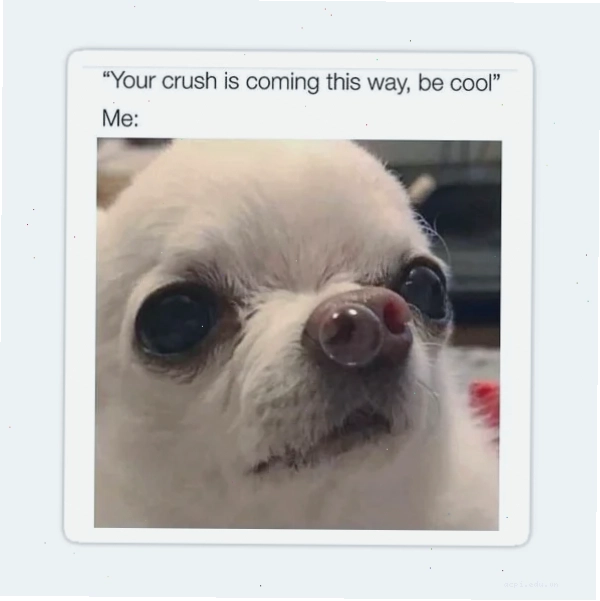 meme con ciu