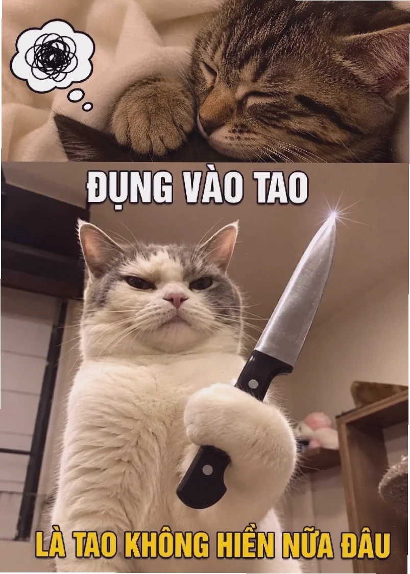 meme con mèo bí ẩn