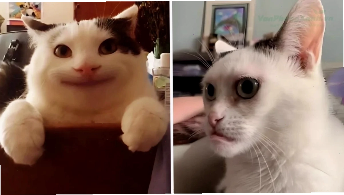 meme con mèo buồn