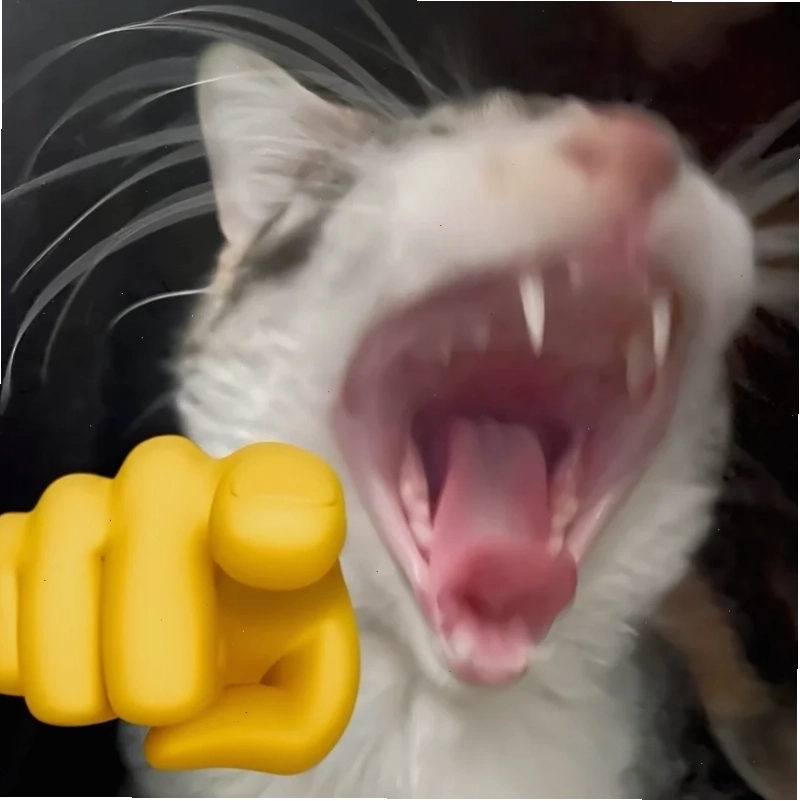meme con mèo dễ thương