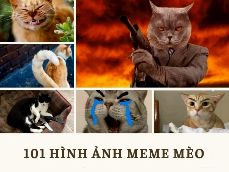 meme con mèo giận