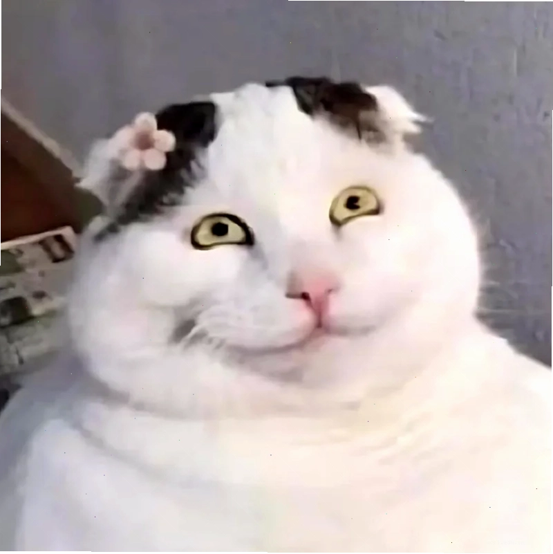 meme con mèo hiếu động