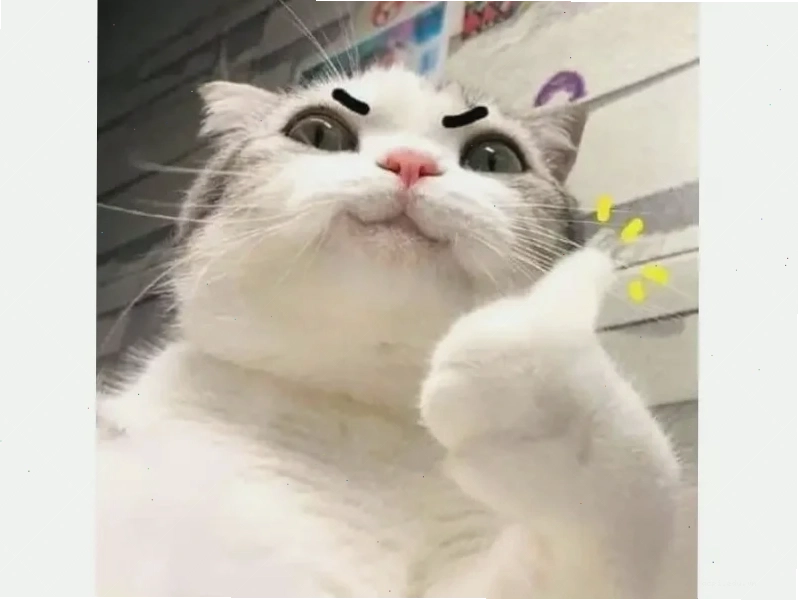 meme con mèo hờn dỗi