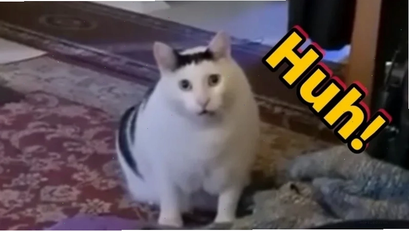 meme con mèo lười