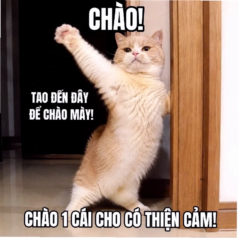 meme con mèo ngáo