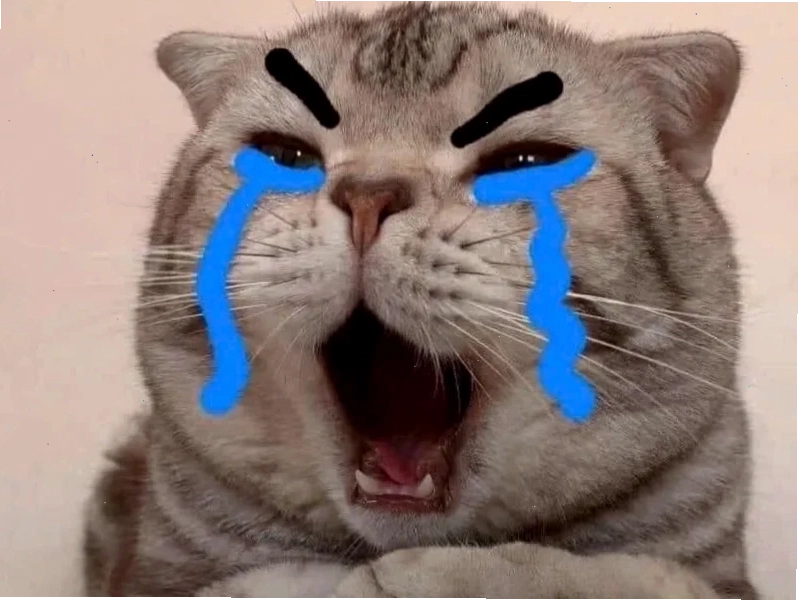 meme con mèo ngây thơ