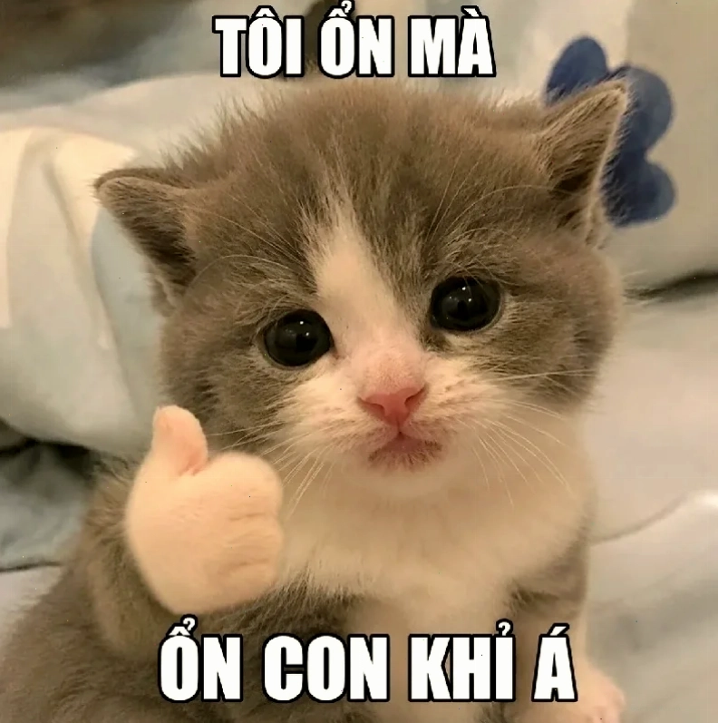 meme con mèo ngồi ghế địa ngục