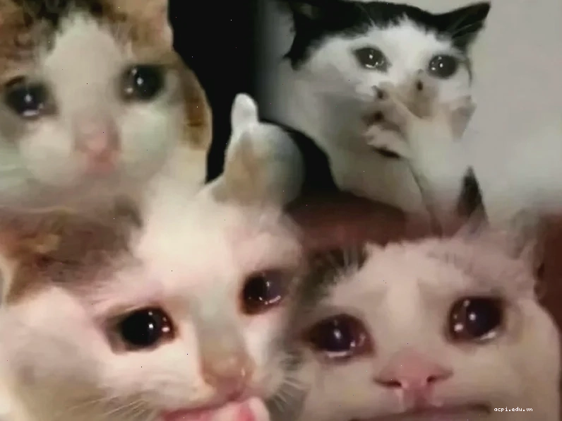 meme con mèo ngủ gật