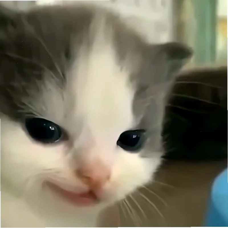 meme con mèo nháy mắt độc lạ