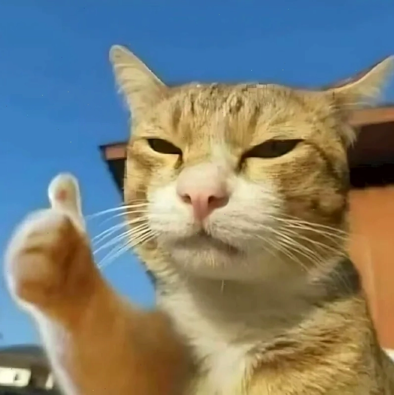 meme con mèo ôm đầu lo âu