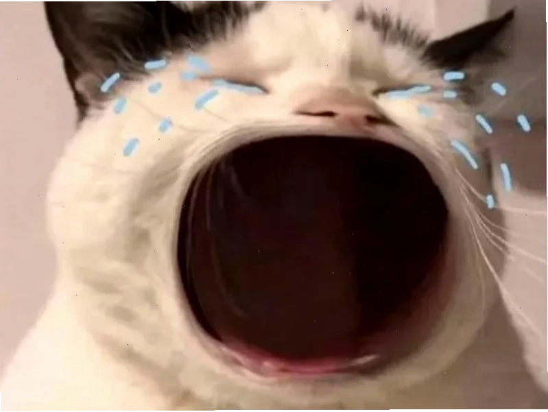 meme con mèo sang chảnh