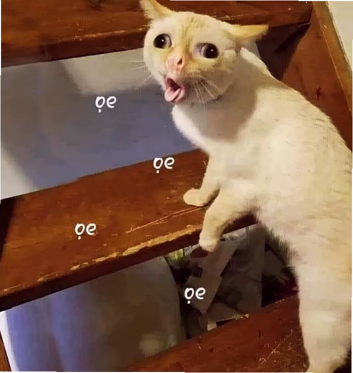 meme con mèo sợ hãi