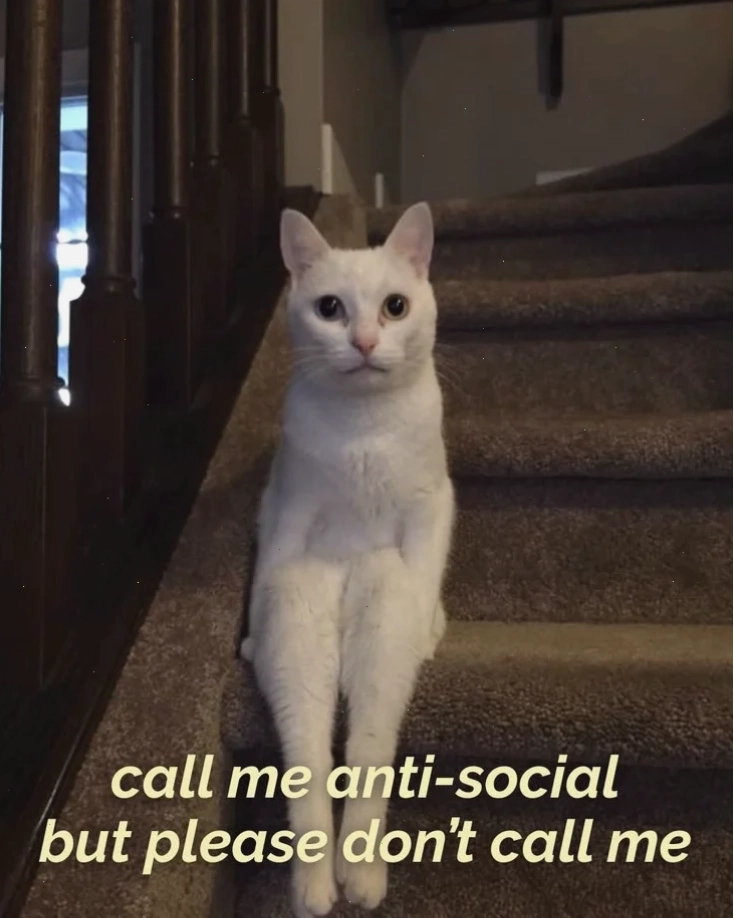 meme con mèo sung sướng