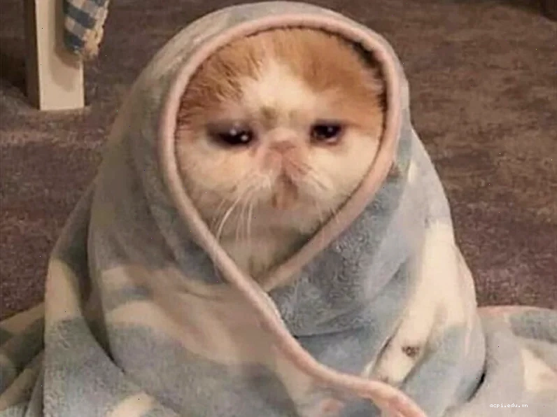 meme con mèo tập thể dục