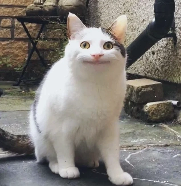meme con mèo thất vọng