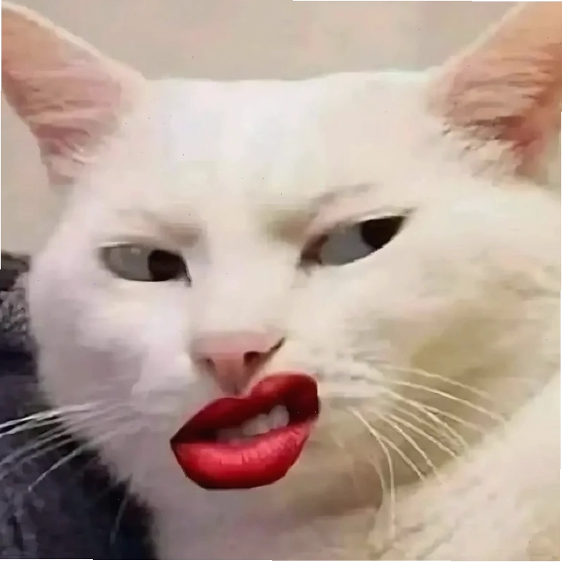 meme con mèo vỗ tay tán thưởng
