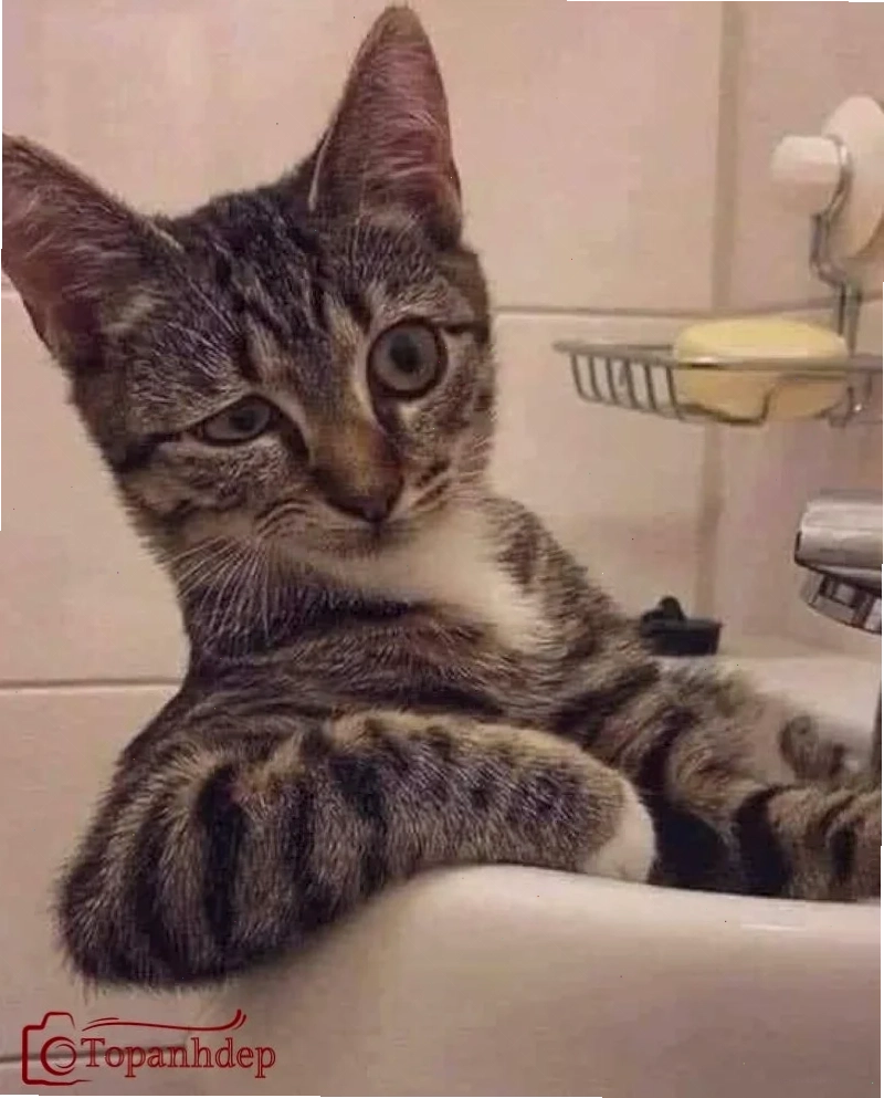 meme cười đểu