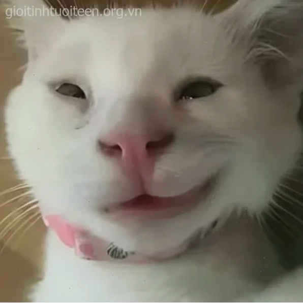 meme cười đểu