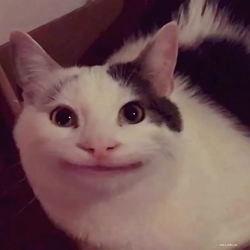 meme cười đểu
