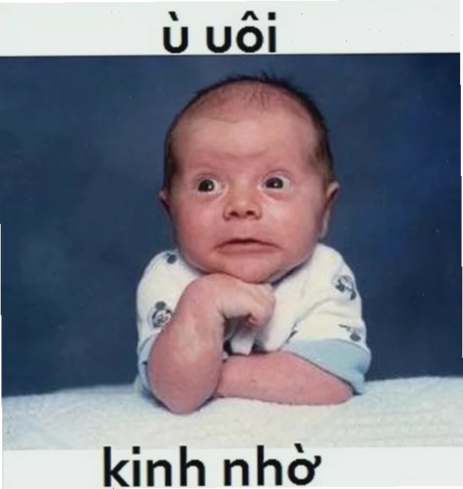 meme cười ỉa của mèo