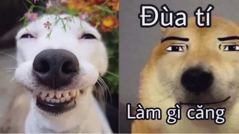 meme cười ỉa đau bụng