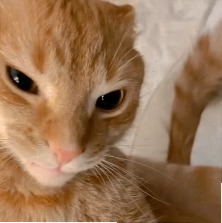 meme cute face bất ngờ
