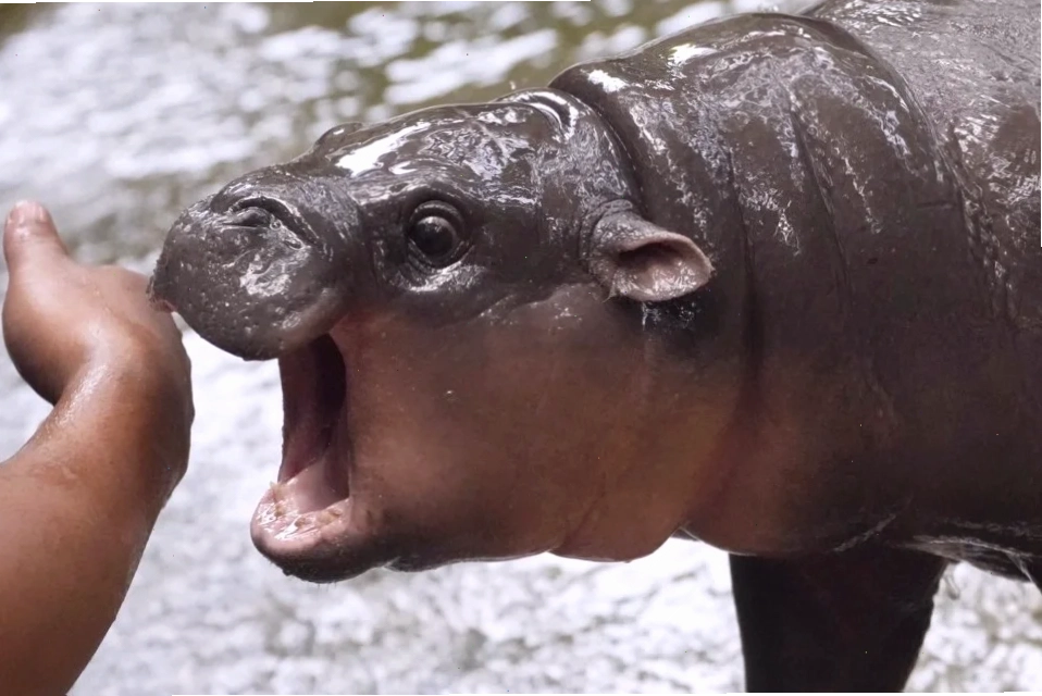 meme cute face đáng yêu