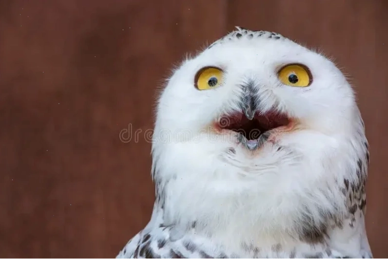 meme cute face suy tư