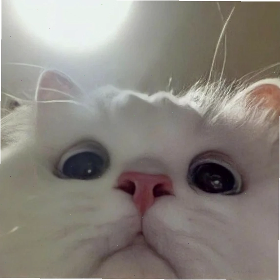 meme cute face vui vẻ