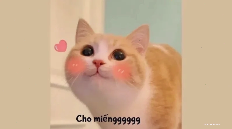 meme đáng yêu của hoàng thượng