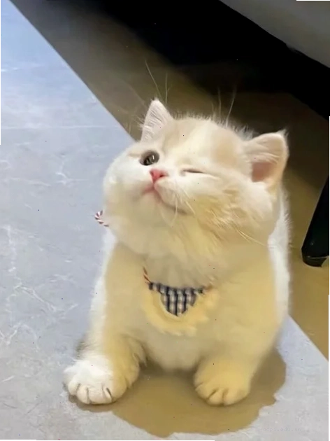 meme đáng yêu khi mèo dỗi