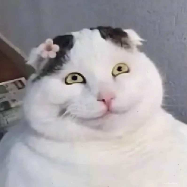 meme đáng yêu khi mèo đòi đi dạo