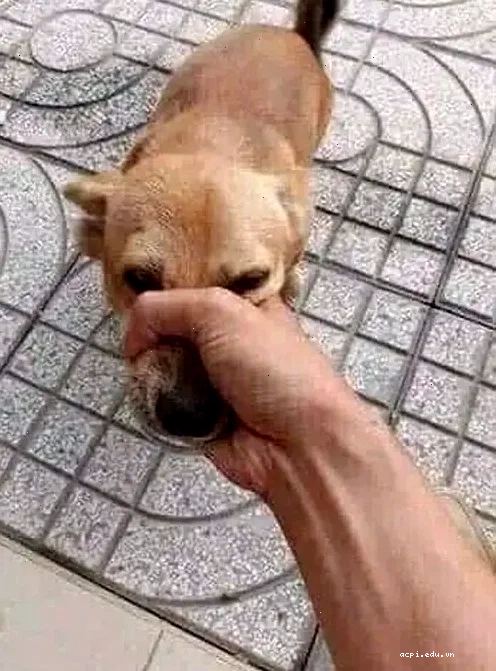 Meme đánh giá từ TV